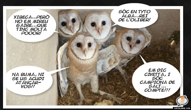olibes