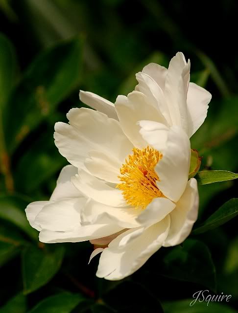 peonie11.jpg