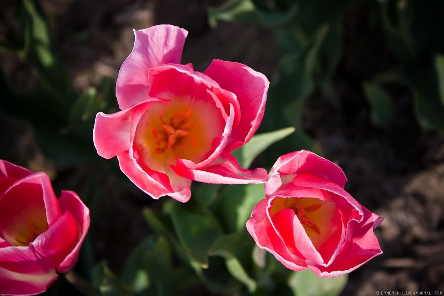 Фестиваль тюльпанов в Mount Vernon, WA, USA