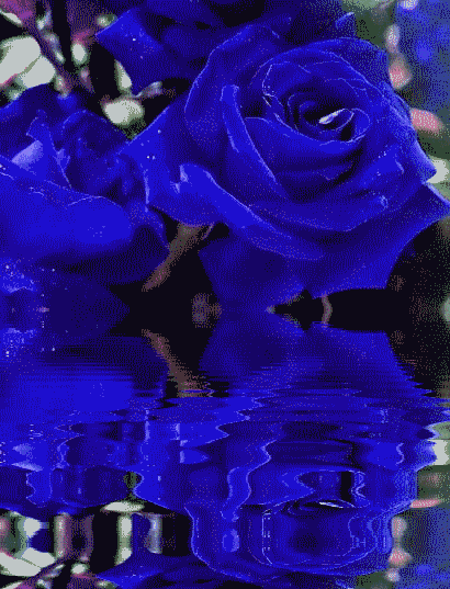 animated images of roses. AnimatedRoyalBlueRoses.gif