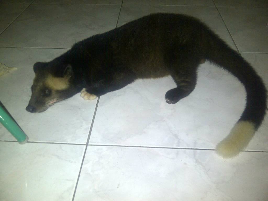 Dandy Pets Lover Juli 2013