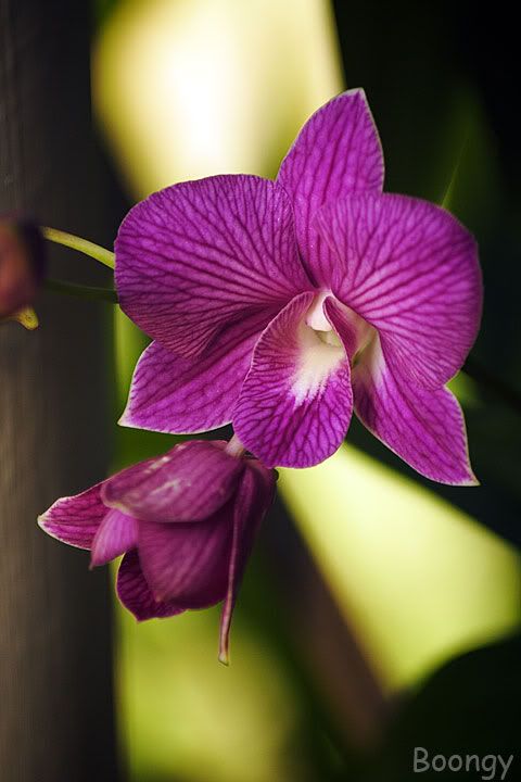 Orchid-Vanda