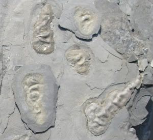 http://i648.photobucket.com/albums/uu208/Mondushi/Gabon2billionyearoldmulticellularlife-2.jpg?t=1293305409