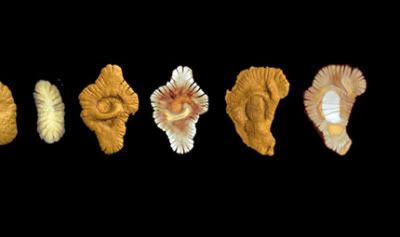 http://i648.photobucket.com/albums/uu208/Mondushi/Gabon2billionyearoldmulticellularlife.jpg?t=1293305623