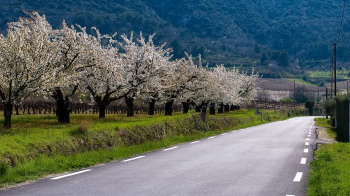 Luberonprintemps3.jpg