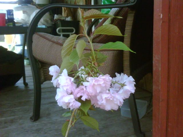 kwanzan flowering cherry tree pictures. (Kwanzan Flowering Che)