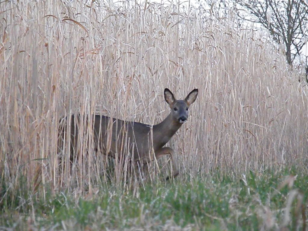 DSCF6077.jpg