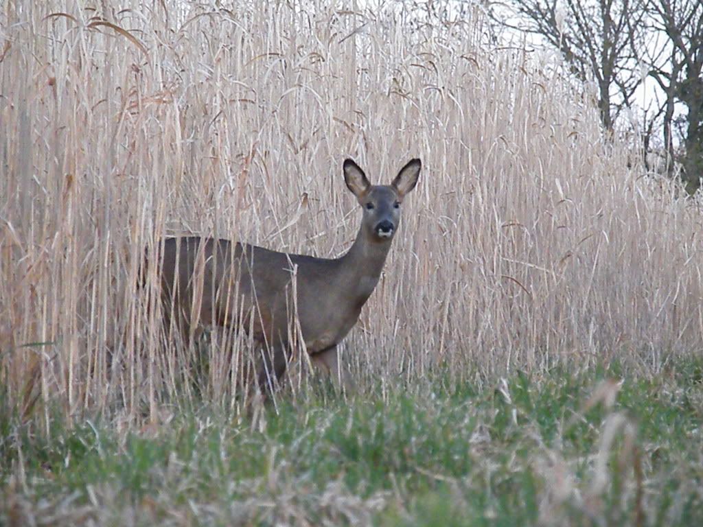 DSCF6079.jpg