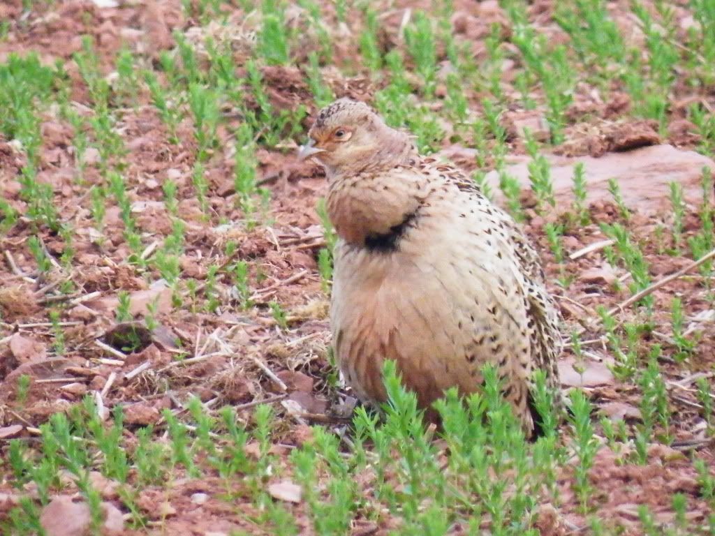 DSCF7154.jpg