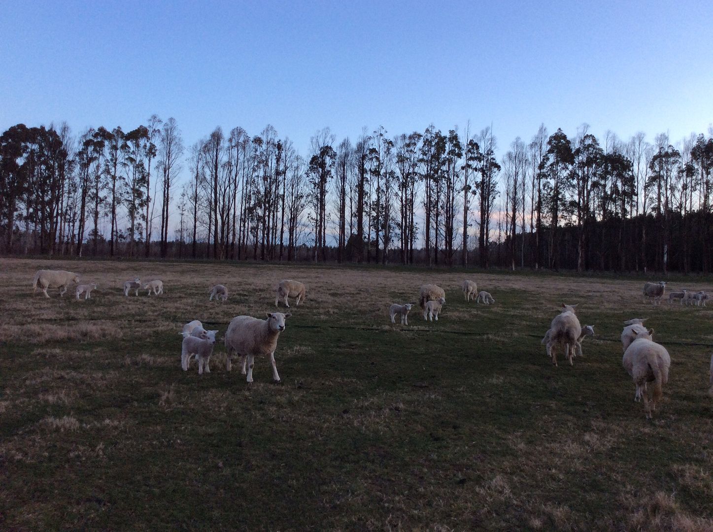 First lambs pic - lifestyleblock discussion forums - LSB - Lifestyle Block